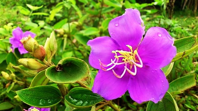 T'RUIH T'NGAY 21/11/2019