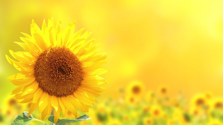 T'RUIH PA XUL T'NGAY 13/8/2019