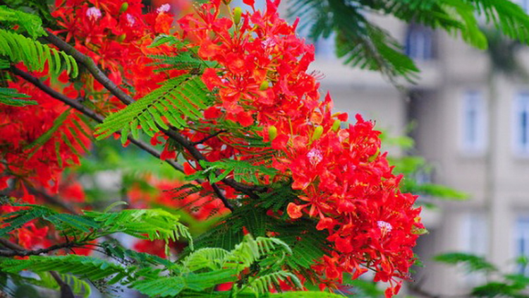 T’RUIH PA XUL T’NGAY 22/5/2019