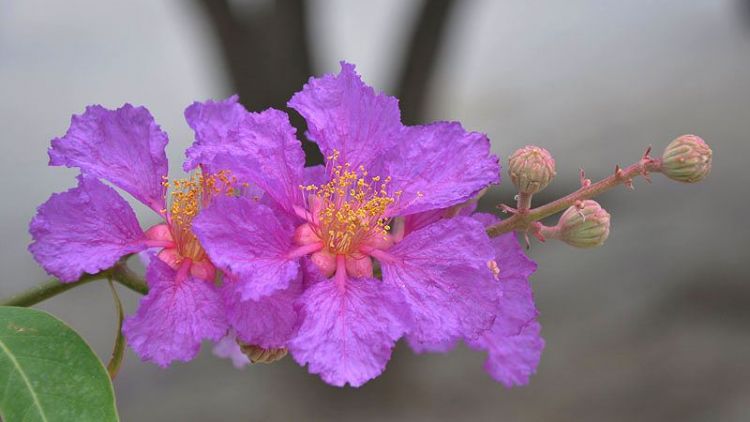 T'RUIH T'NGAY 22/6/2019