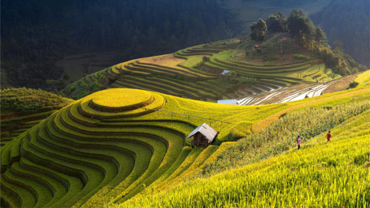 Bh’rợ du lịch “z’lâh c’kir ruộng chuôr 2019” Hoàng Su Phìn hân noo ha roo đoọm