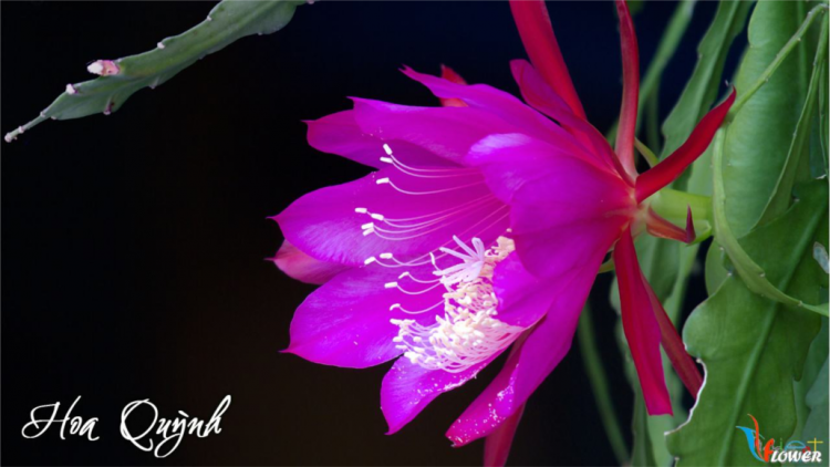 T’RUIH T’NGAY 26-9