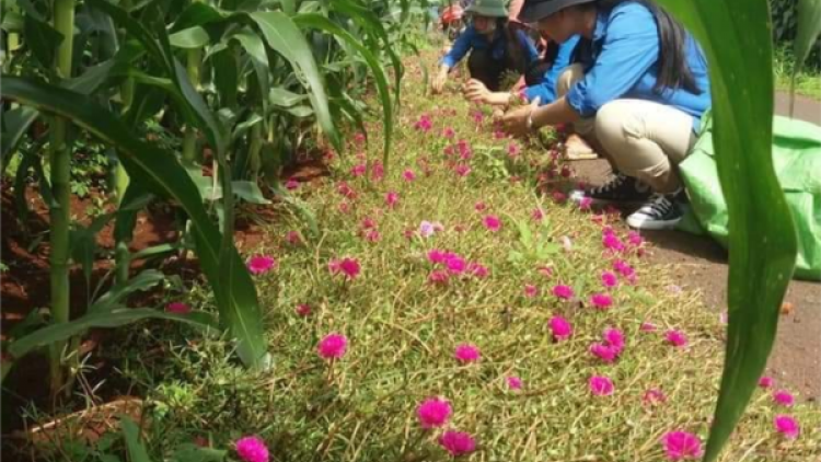 C'lâng pô đha đhâm c’mor rau laliêm coh bhrợ têng vel bhươl t’mêê đhị chr’val Hoà Xuân