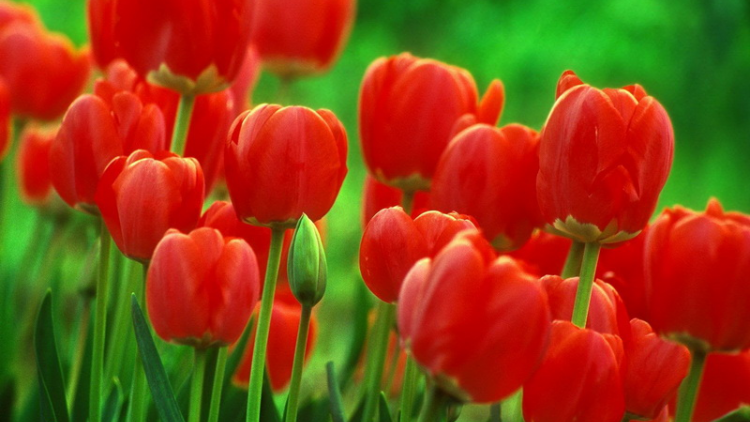 T'RUIH T'NGAY 28/5/2019