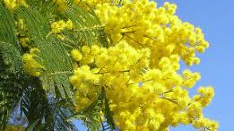 T'RUIH T'NGAY 2/7/2019