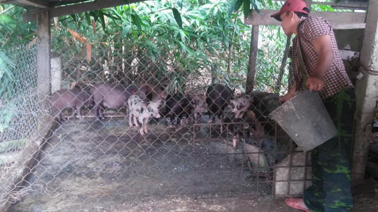 “Thanh niên Cơ Tu với mô hình kinh tế chăn nuôi”