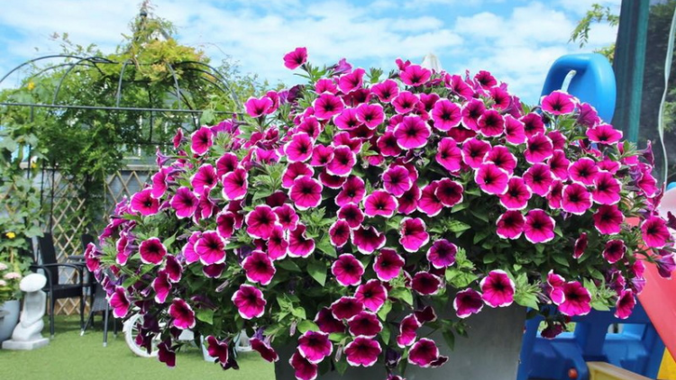 T'RUIH T'NGAY 4/6/2019