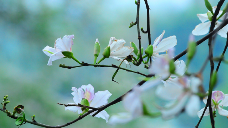 T'RUIH T'NGAY 5/6/2019