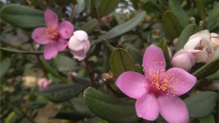 T'RUIH T'NGAY 8/11/2019