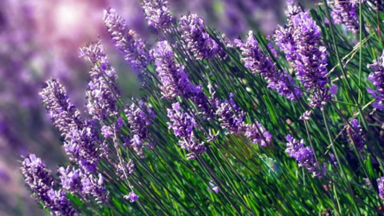 T'RUIH PA XUL T'NGAY30/7/2019