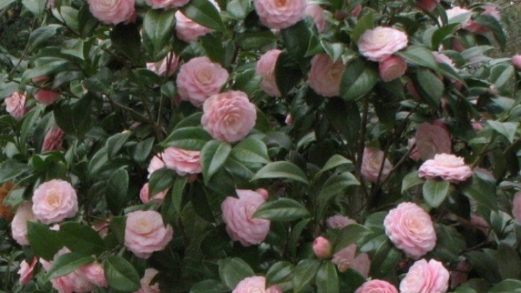 T'RUIH T'NGAY2/12/2019