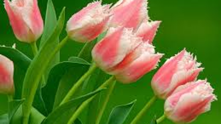 T'RUIH T'NGAY 5/7/2019