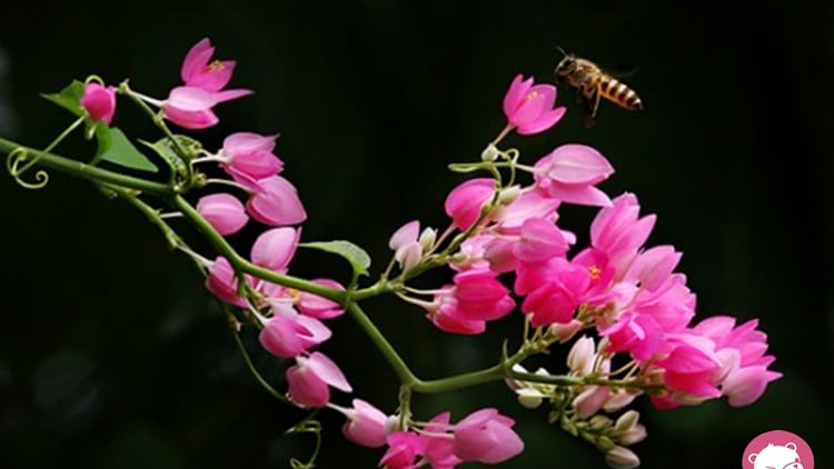 T'RUIH T'NGAY 6/7/2019