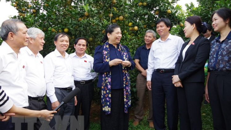 Phó Chủ tịch QH Tòng Thị Phóng thăm mô hình trồng cam tại tỉnh Hòa Bình