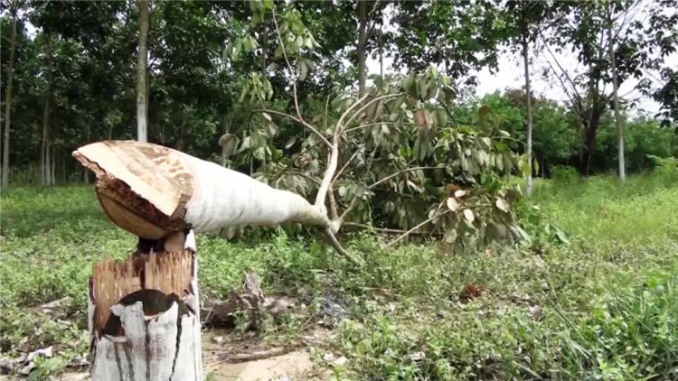 Phú Yên: Bấc đhăm crâng chóh crêê ta pa hư, roóh