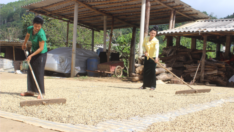 Sơn La: T’bhlầng cha groong nha nhự môi trường tợơ bhrợ têng cà phê