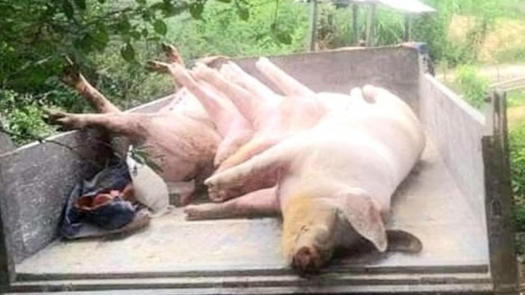 Quảng Bình: T’bil độc khử trùng coh 4 đhị t’mêê dưr vaih pa zruôh a oc Châu Phi