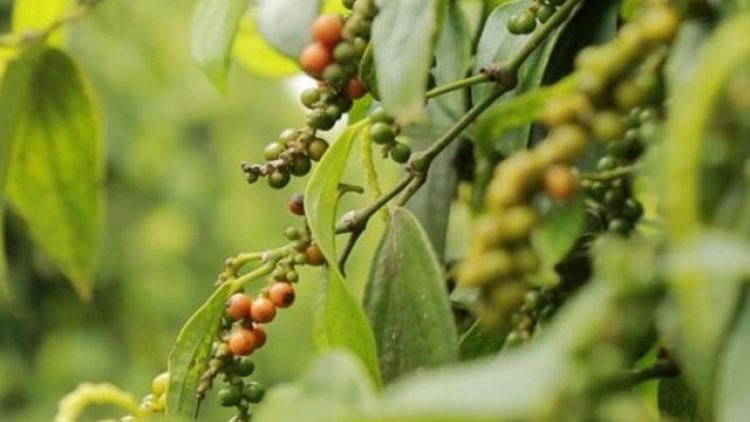 Hội nghị pa dưr pa xớc a’moót nhâm mâng liêm crêê cơnh râu k’đươi âng zâp Hiệp định thương mại tự do