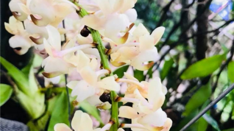 T’RUIH T’NGAY30-12-2019