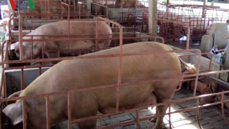 Tiền Giang: Năl cha groong pr’lúh pa zruốh a óc Châu Phi zư lêy 600.000 p’nong a óc