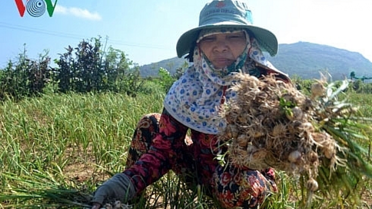 Tỏi Lý Sơn bil hân noo, chr’nắp xiêr ếp