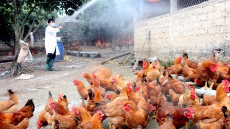 Pazêng vel đong xay bhrợ bh’rợ zâl cha groong cúm coh a tưch a đha H5N6