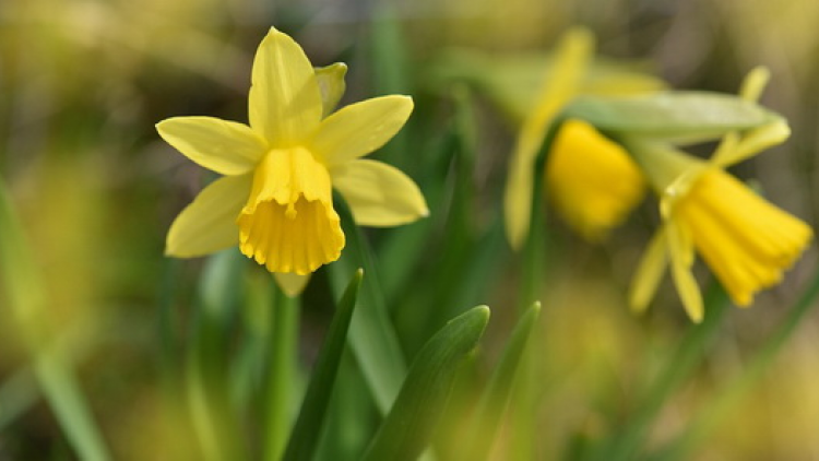 T’RUIH T’NGAY 03-02- 2020