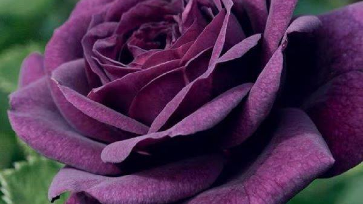 T'RUIH PA XUL T'NGAY 8-3