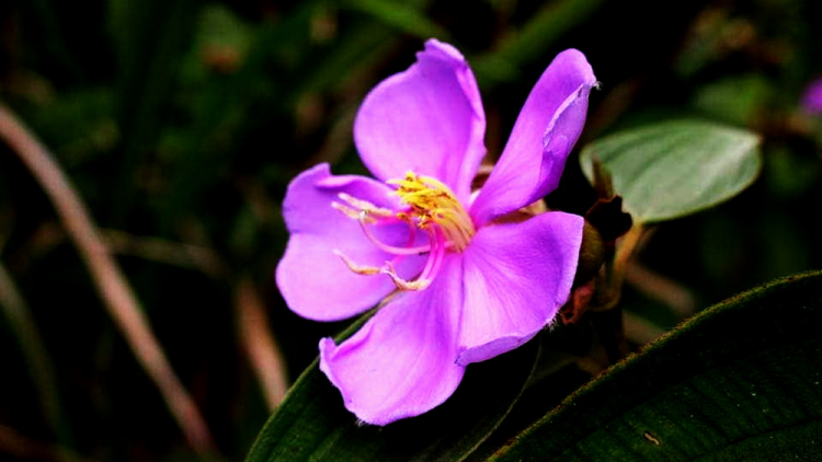 T’RUIH PA XƯL T’NGAY 9-4