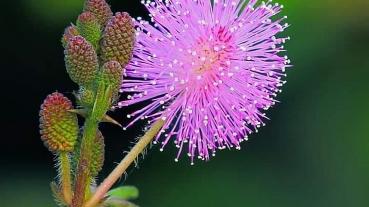 T’RUIH PA XƯL T’NGAY 6/3/2020