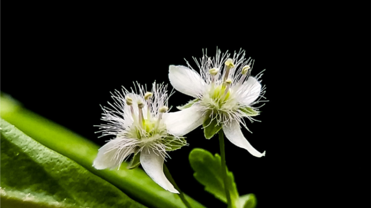 T’RUIH T’NGAY 30-10