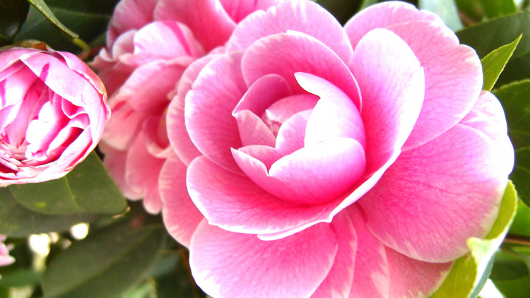 T'RUIH PA XUL T'NGAY 11-12