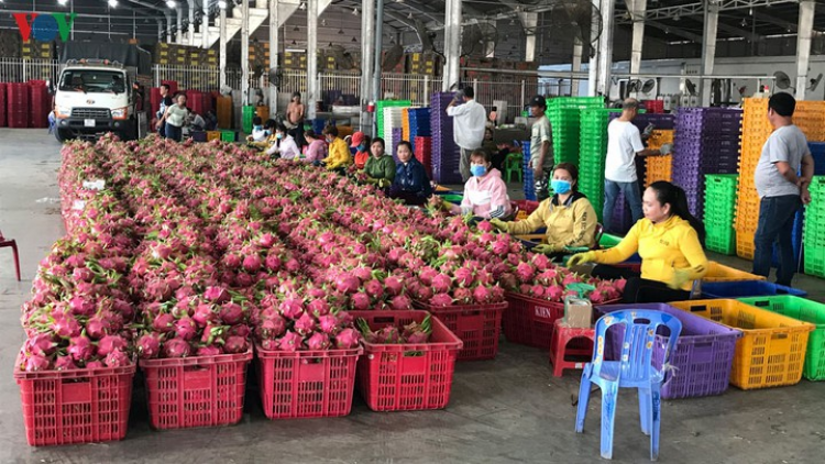 Bình Thuận: Bha nọ chriết, đông máy bhrợ têng p’niên t’mêê công suất đệ, thanh long xoọc lưm k’đhạp c’lâng pa câl