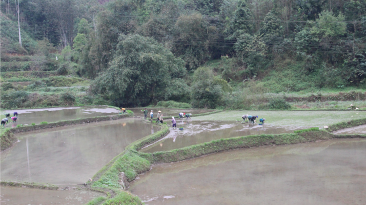 Bắc Kạn: Bhrợ pa liêm lấh 1.6000ha ha roo ha ọt ha pruốt vêy đhr’năng răng chêết