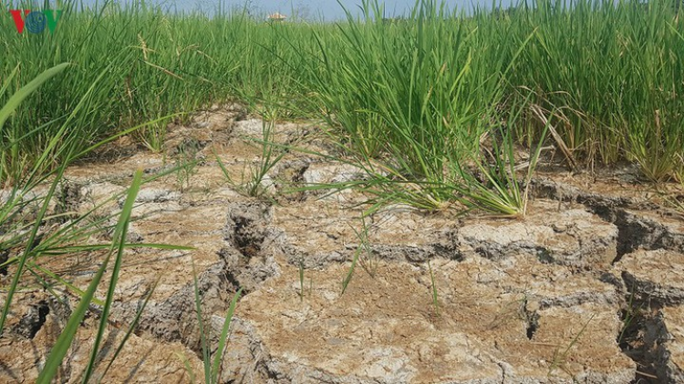 K’noọ 1.500ha ha roo ch’noọng c’loọt cóh Quảng Trị vêy đhr’năng bil hư zêng