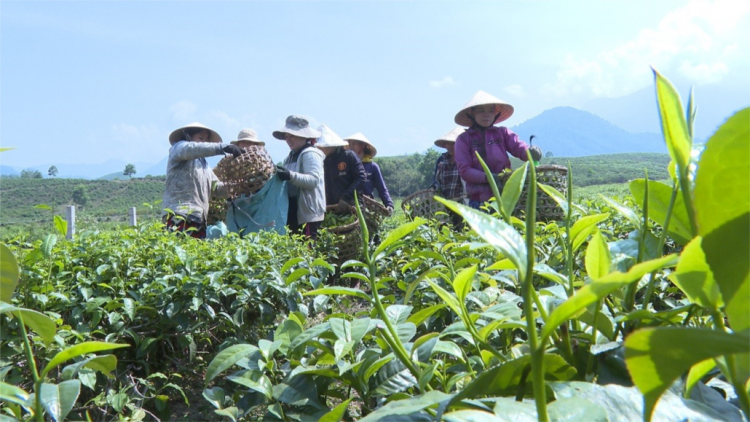 Dưr váih liêm cớ chè Quyết Thắng