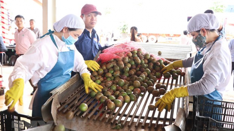Gia Lai: Đơơng pa câl đợ chanh leo tr’nơợp ting Hiệp định EVFTA tước EU