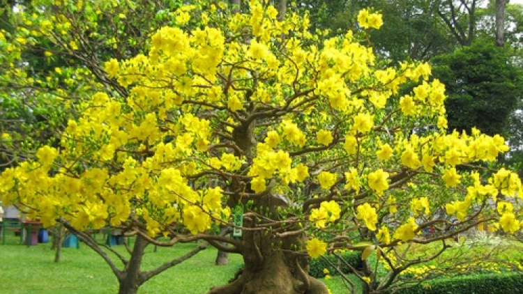 T’RUIH T’NGAY 29-01- 2020