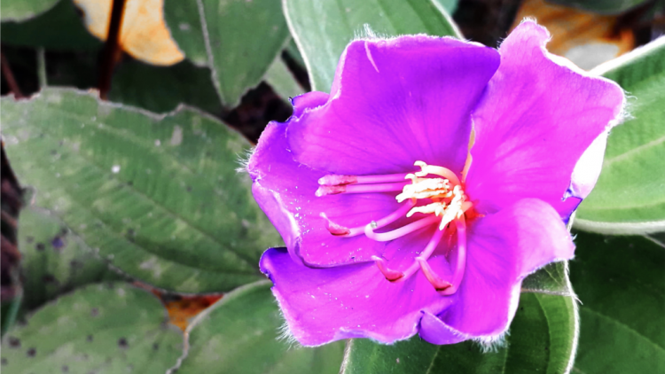 T’RUIH T’NGAY 13-02- 2020