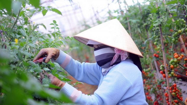 Lâm Đồng lêy pa glúh đấh zên vốn đoọng ha bh’rợ bhrợ têng ha rêê đhuốch công nghệ dal