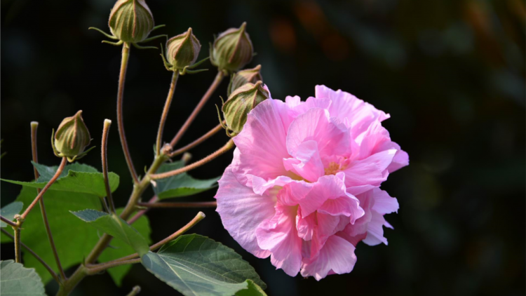 T'RUIH PA XUL T'NGAY 23/4/2020