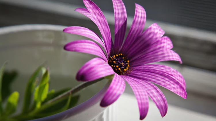 T'RUIH PA XUL T'NGAY 16/4/2020