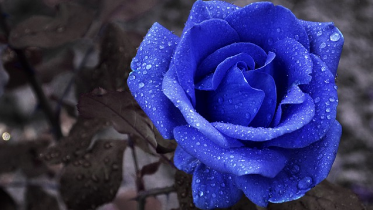 T'RUIH T'NGAY 5/3/2020