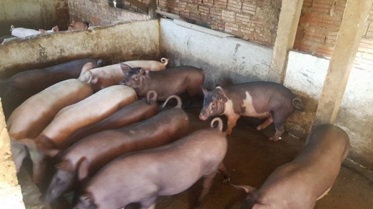 Quảng Nam: Đhanuôr lưm k’đhap k’ra coh bhiệc băn pa dưr cớ cr’năn a’ọc