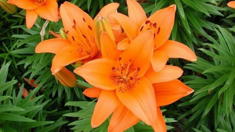 T'RUIH PA XUL T'NGAY 1/6/2020