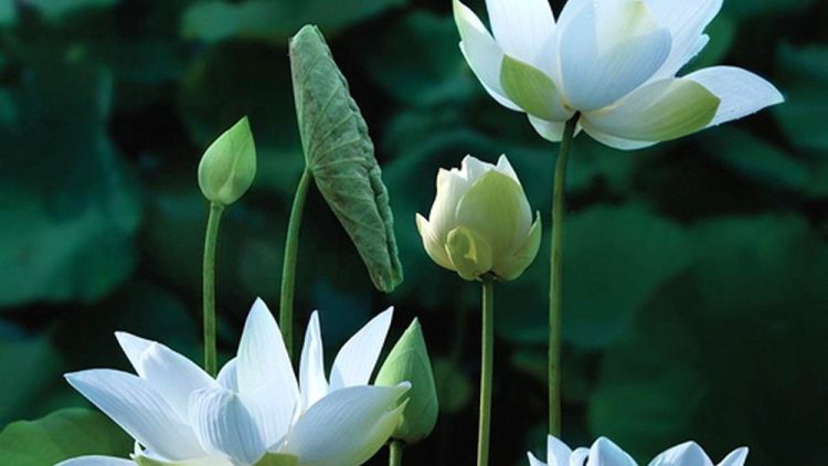 T'RUIH PA XUL T'NGAY 19/5/2020