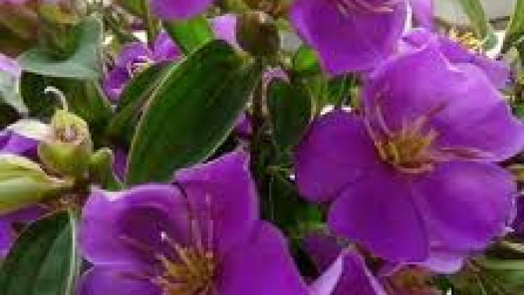 T'RUIH PA XUL T'NGAY 5/4/2020