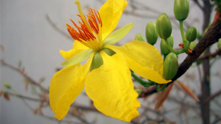 T'RUIH T'NGAY 22/3/2020