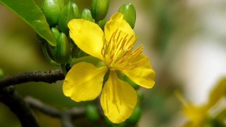 T'RUIH T'NGAY 29/3/2020