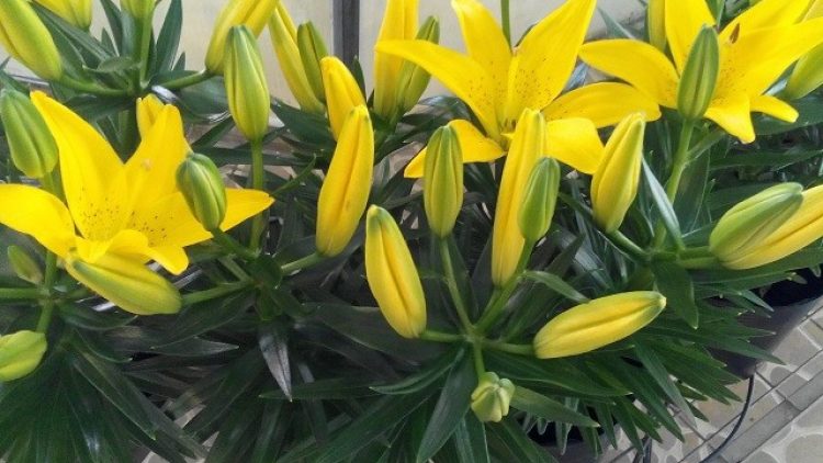 T’RUIH PA XƯL T’NGAY 3-9-2020